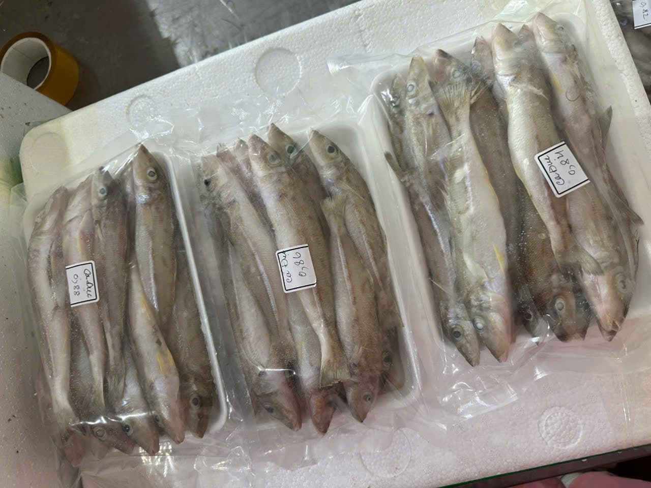 Cá đục loại 1
