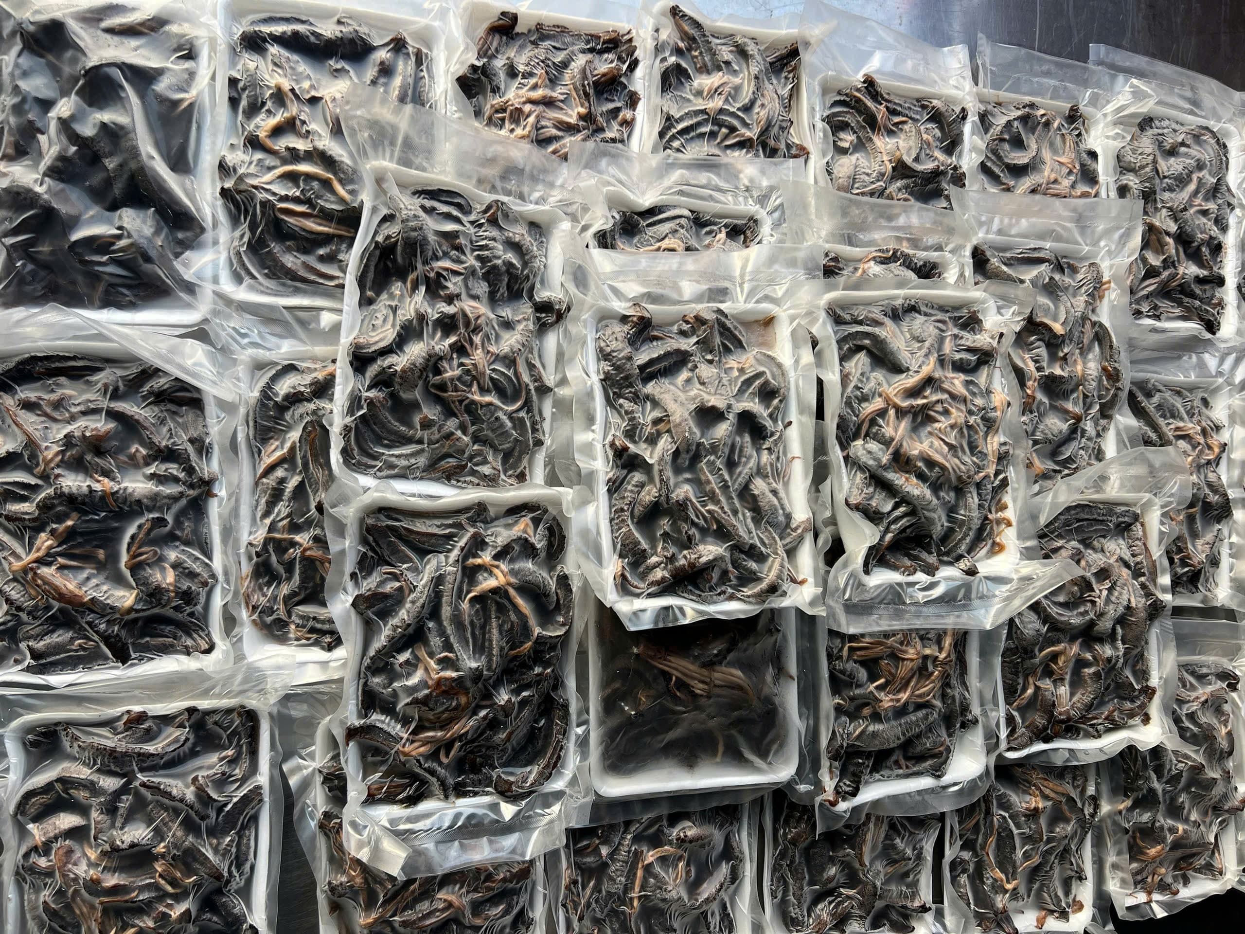 Hải sâm tươi